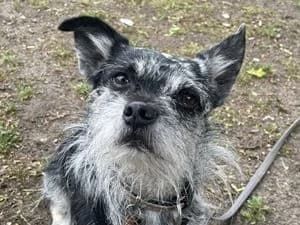 Benji, male Mixed Breed for adoption at Tierheim Feucht, Feucht