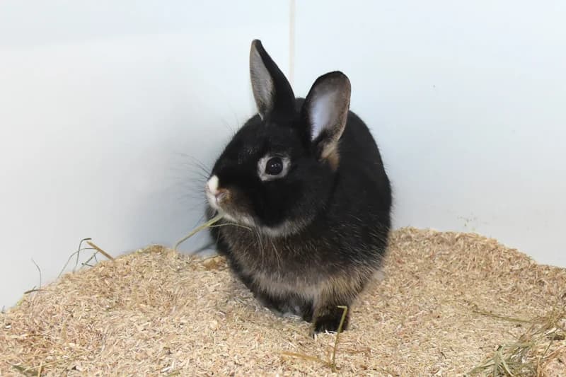 Biene, schwarz female Mixed Breed for adoption at Tierheim Feucht, Feucht