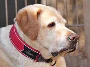 Bobby,  Mixed Breed for adoption at Tierheim Feucht, Feucht
