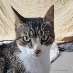 Bouboukos, Mixed Breed (Tierheim Feucht)