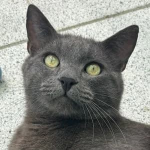 Bubu, Mixed Breed (Tierheim Feucht)