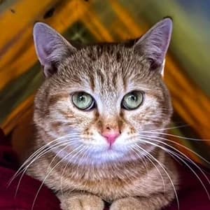 Chopper, female Mixed Breed for adoption at Tierheim Feucht, Feucht