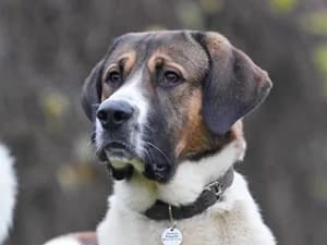Cooper,  Saint Bernard for adoption at Tierheim Feucht, Feucht
