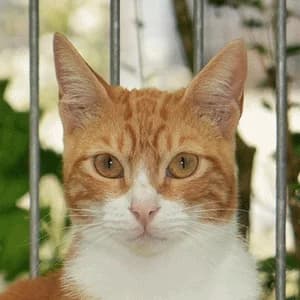 Dan + Ash, male Mixed Breed for adoption at Tierheim Feucht, Feucht