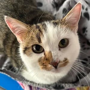 Engelbert, male Mixed Breed for adoption at Tierheim Feucht, Feucht