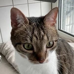 Feivel, getigert male Mixed Breed for adoption at Tierheim Feucht, Feucht