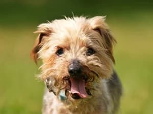 Felix,  Mixed Breed for adoption at Tierheim Feucht, Feucht