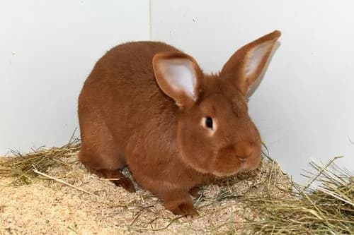 Felix, male Mixed Breed for adoption at Tierheim Feucht, Feucht