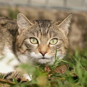 Fritz und Fluffy, male Mixed Breed for adoption at Tierheim Feucht, Feucht