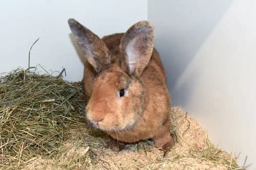 Fuchsi, rotbraun male Mixed Breed for adoption at Tierheim Feucht, Feucht