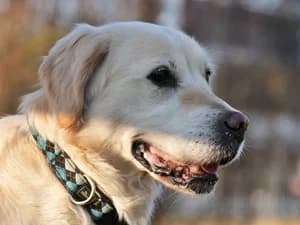 Irma, golden  Mixed Breed for adoption at Tierheim Feucht, Feucht