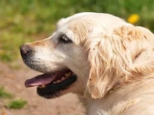 Isi, golden female Mixed Breed for adoption at Tierheim Feucht, Feucht