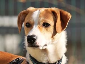 Jonny,  Mixed Breed for adoption at Tierheim Feucht, Feucht