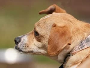Jule, female Mixed Breed for adoption at Tierheim Feucht, Feucht
