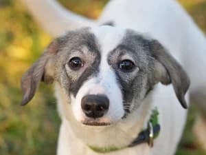 Kiba,  Mixed Breed for adoption at Tierheim Feucht, Feucht