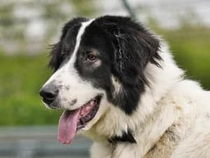 Mara,  Mixed Breed for adoption at Tierheim Feucht, Feucht
