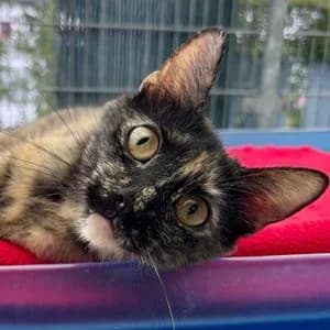 Mietzi, female Mixed Breed for adoption at Tierheim Feucht, Feucht