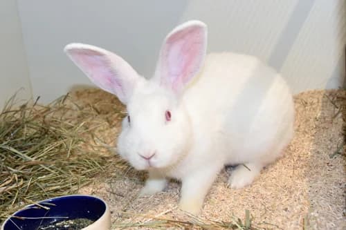 Mila, female young Mixed Breed for adoption at Tierheim Feucht, Feucht