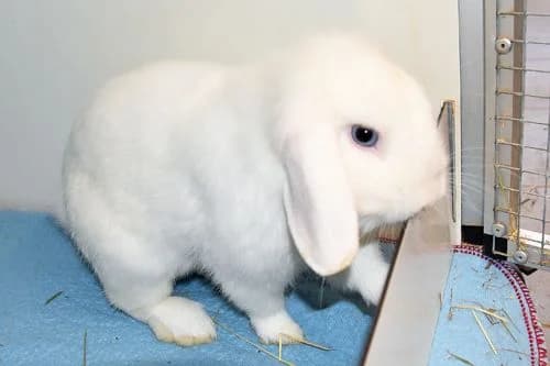 Miro, male Mixed Breed for adoption at Tierheim Feucht, Feucht