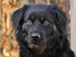 Moses,  Mixed Breed for adoption at Tierheim Feucht, Feucht