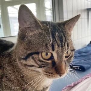 Nero, female Mixed Breed for adoption at Tierheim Feucht, Feucht