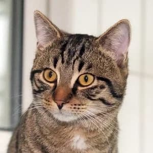 Nero, male Mixed Breed for adoption at Tierheim Feucht, Feucht