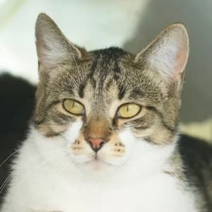 Nia, getigert female Mixed Breed for adoption at Tierheim Feucht, Feucht