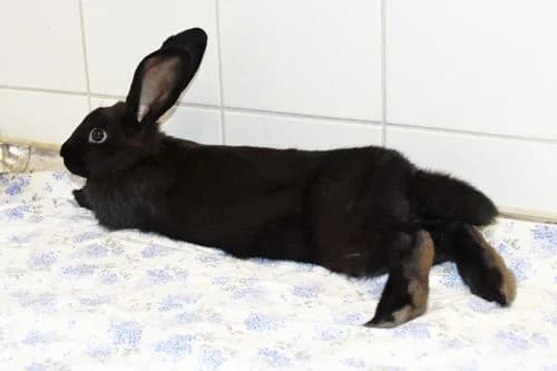 Nitro, male puppy Mixed Breed for adoption at Tierheim Feucht, Feucht
