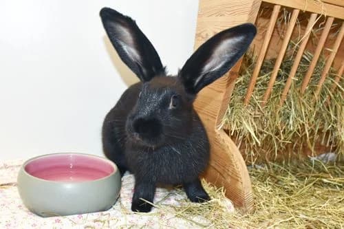 Nos (m), male puppy Mixed Breed for adoption at Tierheim Feucht, Feucht