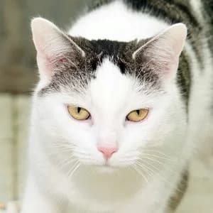 Rosa, female Mixed Breed for adoption at Tierheim Feucht, Feucht