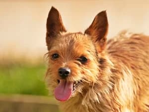 Scruge,  Mixed Breed for adoption at Tierheim Feucht, Feucht