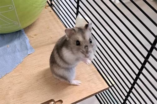 Sherry, female Mixed Breed for adoption at Tierheim Feucht, Feucht