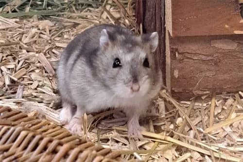 Speedy, female Mixed Breed for adoption at Tierheim Feucht, Feucht