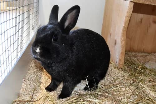 Stups, male Mixed Breed for adoption at Tierheim Feucht, Feucht