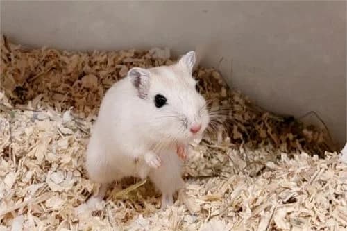 Sweetie, female Mixed Breed for adoption at Tierheim Feucht, Feucht