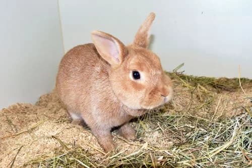 Tikki, silber female 4yo Mixed Breed for adoption at Tierheim Feucht, Feucht