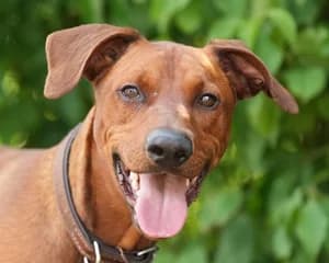 Timmi,  Mixed Breed for adoption at Tierheim Feucht, Feucht