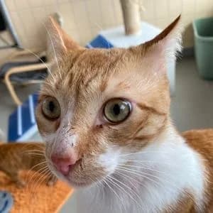 Tzutzukos, male Mixed Breed for adoption at Tierheim Feucht, Feucht