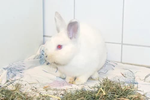 Uranius, male Mixed Breed for adoption at Tierheim Feucht, Feucht