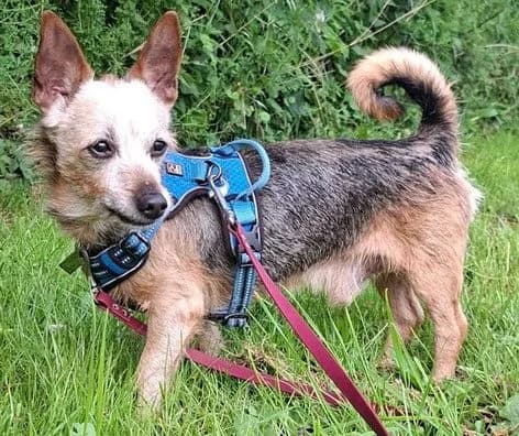 Falko, male senior Mixed Breed for adoption at Tierheim Flensburg