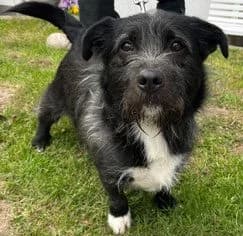 Paul, male 5yo Mixed Breed for adoption at Tierheim Flensburg