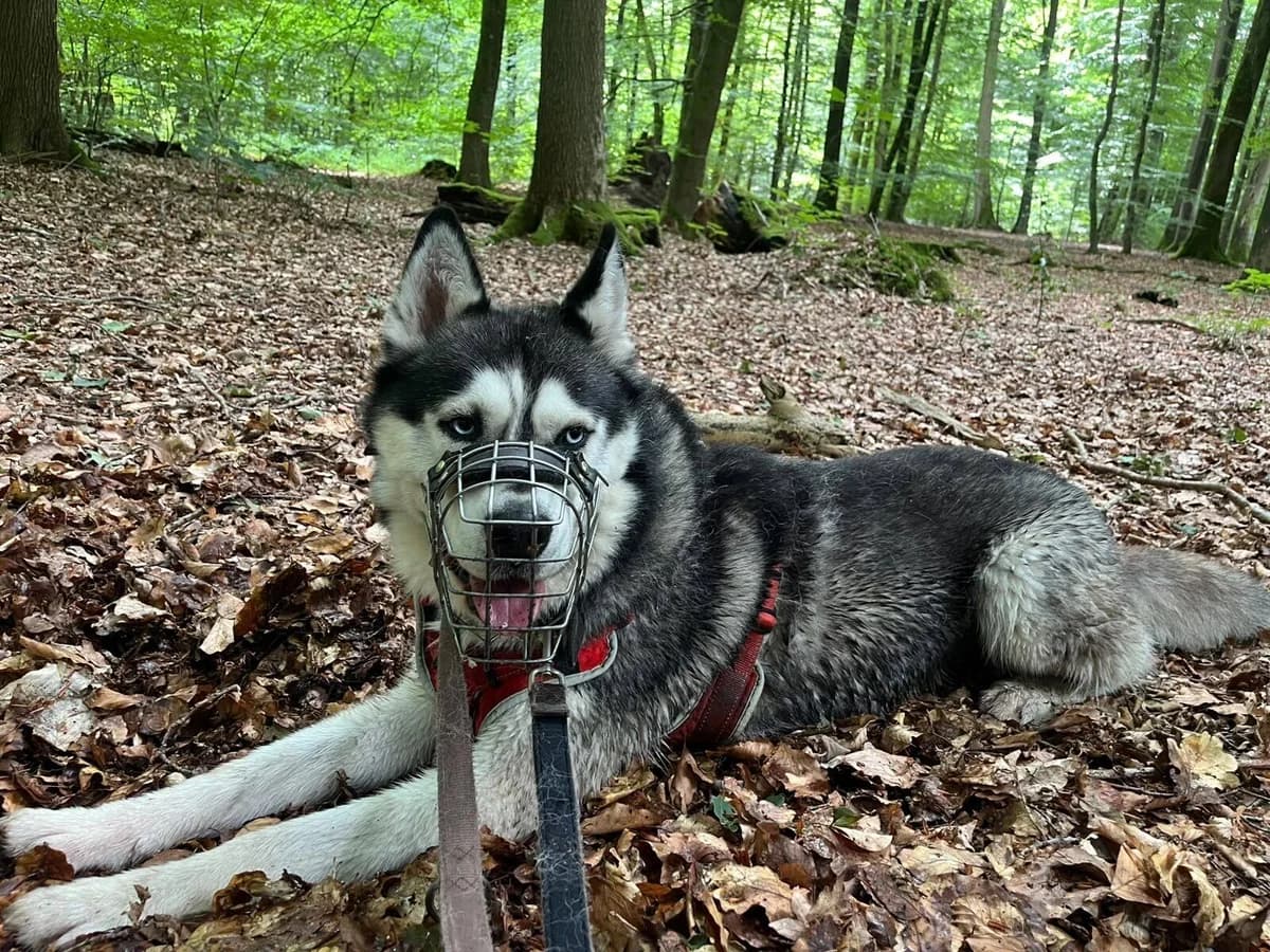Rick, male Mixed Breed for adoption at Tierheim Flensburg