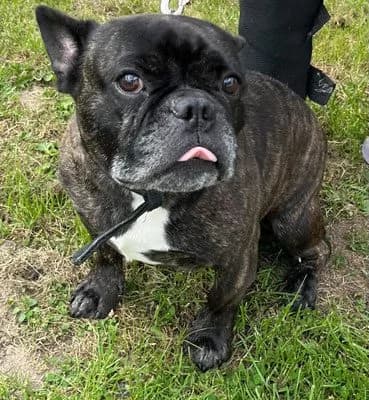 Rosti, male Mixed Breed for adoption at Tierheim Flensburg