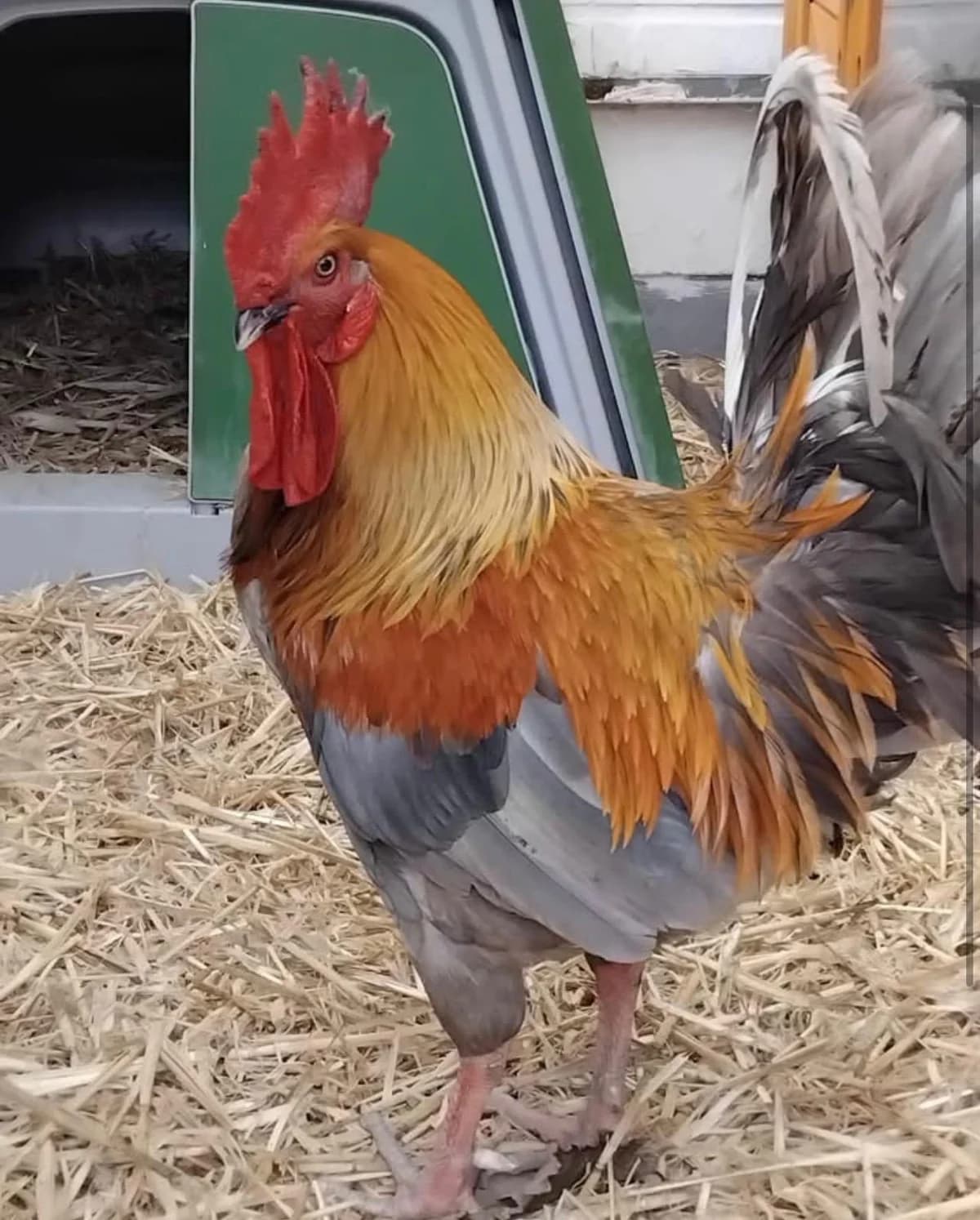 Hahn, male Mixed Breed for adoption at Tierheim Flensburg