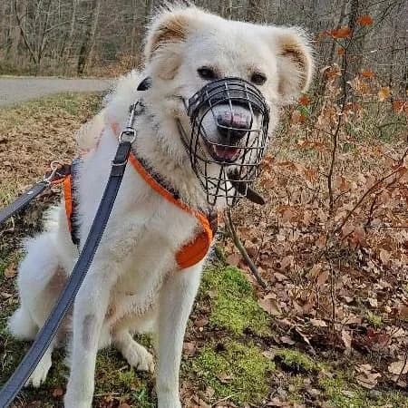 Rio, male Mixed Breed for adoption at Tierheim Flensburg