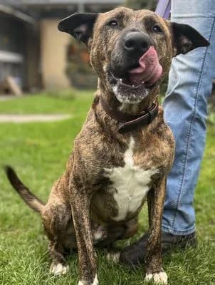 Caesar, male 5yo Mixed Breed for adoption at Tierheim Flensburg