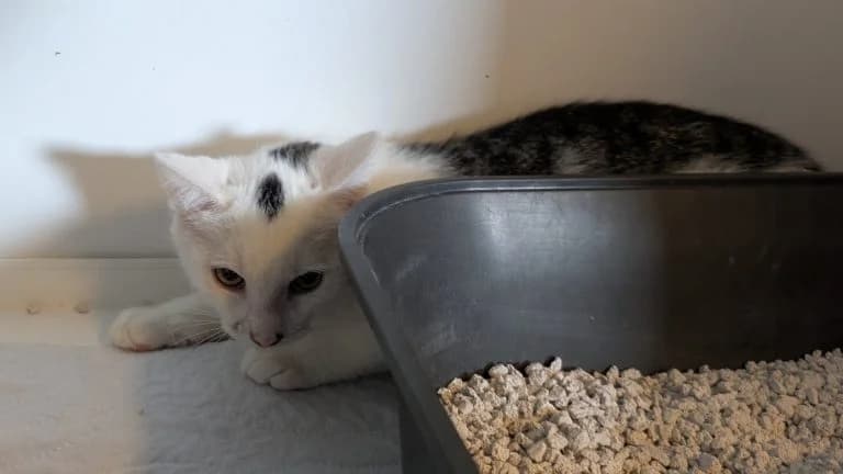 Azula, female puppy Mixed Breed for adoption at Tierheim Frankenberg