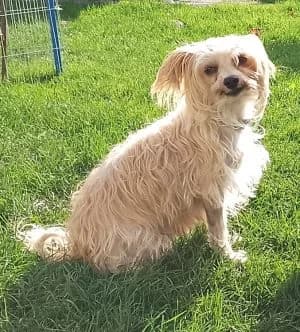 Bella, female 7yo Yorkshire Terrier for adoption at Tierheim Frankenberg
