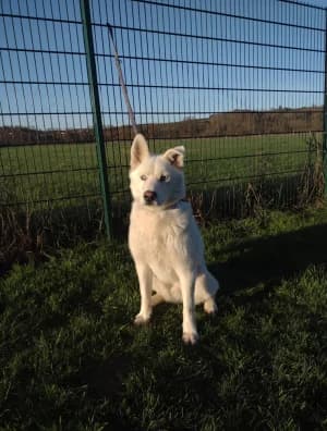 Blue, male 3yo Husky for adoption at Tierheim Frankenberg