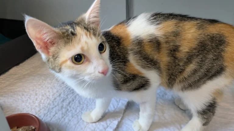 Bonny, female young Mixed Breed for adoption at Tierheim Frankenberg